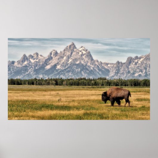 Poster Bison dans les Tétons (Devant)