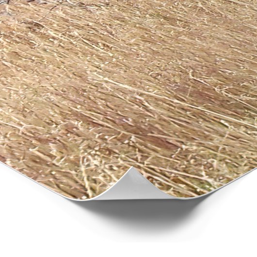 Poster Bison de source chaude (Coin)