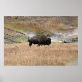 Poster Bison de source chaude (Devant)