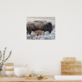 Poster Bison de vache et de veau, Yellowstone (Cuisine)
