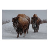 Poster Bison de Yellowstone (Devant)