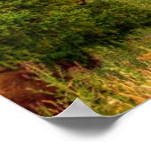 Poster Bison de Yellowstone (Coin)