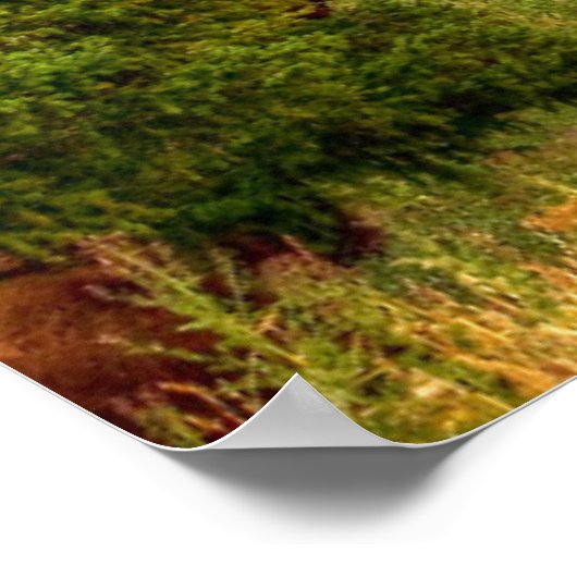 Poster Bison de Yellowstone (Coin)