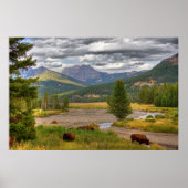 Poster Bison de Yellowstone (Devant)