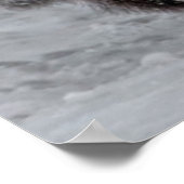 Poster Bison de Yellowstone (Coin)