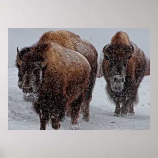 Poster Bison de Yellowstone (Devant)