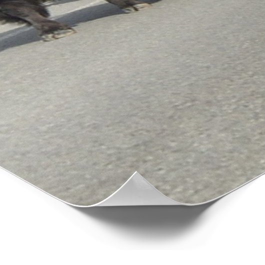 Poster Bison de Yellowstone (Coin)