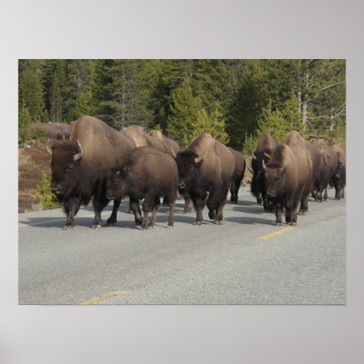 Poster Bison de Yellowstone (Devant)