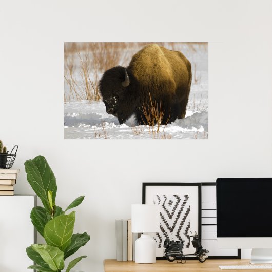 Poster Bison de Yellowstone dans la vallée de Lamar (Bureau à domicile)