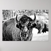Poster Bison de Yellowstone gelé (Devant)