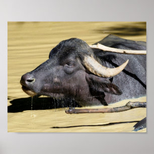 Poster Bison d'eau (Bubalus bubalis) nageant dans l'étang