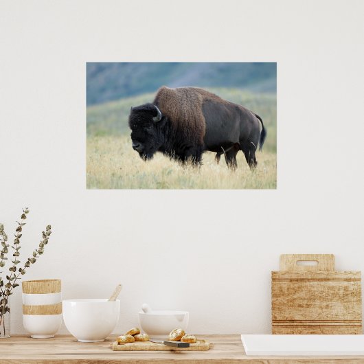 Poster Bison des plaines américaines (Cuisine)