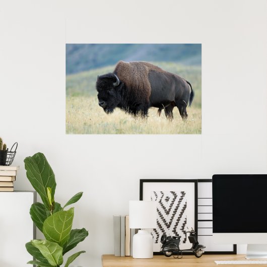 Poster Bison des plaines américaines (Bureau à domicile)