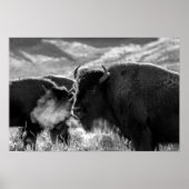 Poster Bison des plaines américaines (Devant)