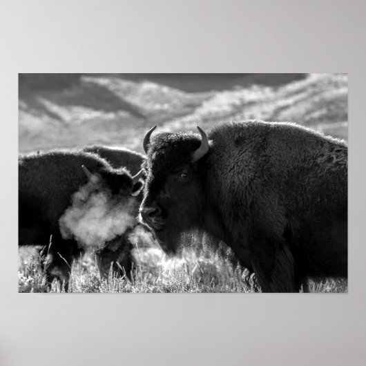 Poster Bison des plaines américaines (Devant)