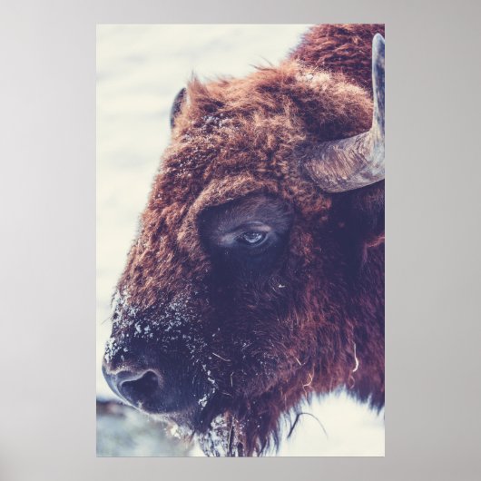 POSTER BISON EN HIVER (Devant)