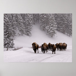 Poster Bison en hiver