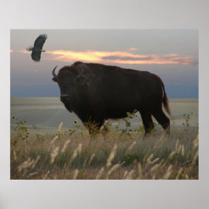 Poster Bison et aigle
