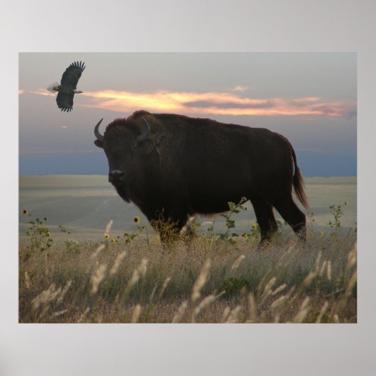 Poster Bison et aigle (Devant)