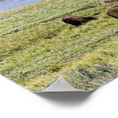 Poster Bison le long de la rivière Yellowstone dans la va (Coin)