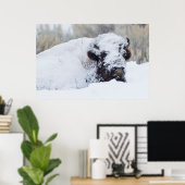 Poster Bison mâle, pelage d'hiver (Bureau à domicile)