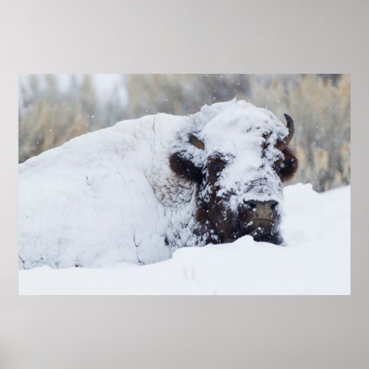 Poster Bison mâle, pelage d'hiver (Devant)