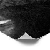 Poster Bison Moody Noir Blanc  (Coin)