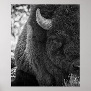 Poster Bison Moody Noir Blanc 