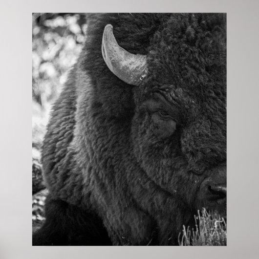 Poster Bison Moody Noir Blanc  (Devant)