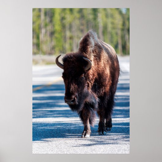 Poster Bison sur la route dans le parc national Yellowsto (Devant)