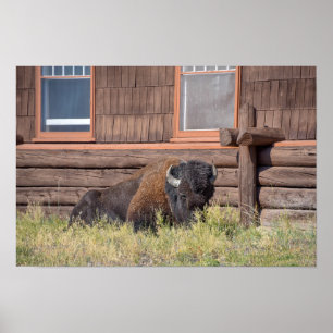 Poster Bison, vieil hôtel Fidèle, Parc national de Yellow