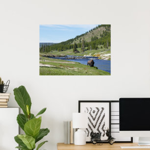 Poster Bisons au Parc national de Yellowstone