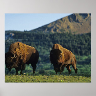 Poster Bisons mâles au parc national des lacs Waterton