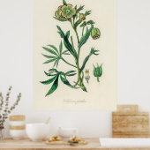 Poster Bistort (Polygonum bistorta) de Botnie Médicale (Cuisine)