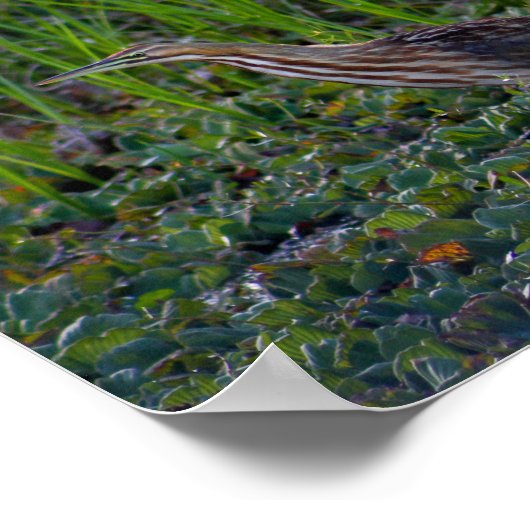 Poster Bittern Bird Photo Imprimer (Coin)