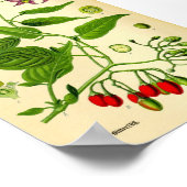 Poster Bittersweet nuits (Solanum dulcamara) (Coin)