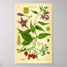 Bittersweet nuits (Solanum dulcamara)