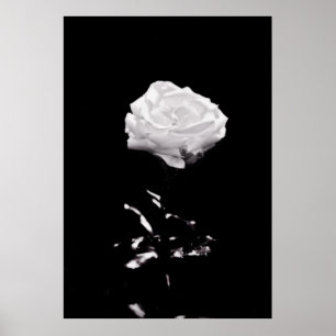 Poster Black and White Beautiful Rose Close-up