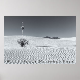 Poster Black and White Desert Sand Dunes with Yucca