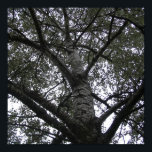 Poster Black and white in nature<br><div class="desc">Black and white in nature</div>