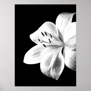 Poster Black and White Lily