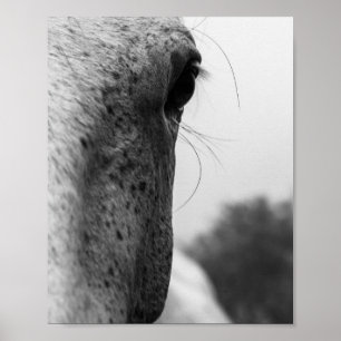 Poster Black and white modern horse eye