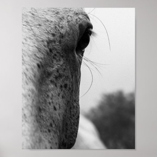 Poster Black and white modern horse eye (Devant)