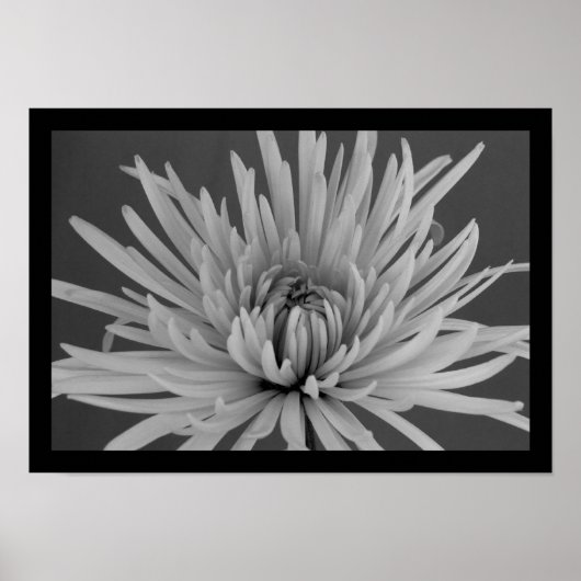 Poster Black and White Spider Mum (Devant)