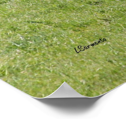 Poster Black Angus (Coin)