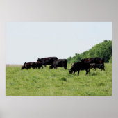 Poster Black Angus (Devant)
