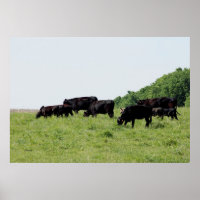 Poster Black Angus