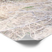 Poster Black Angus Bull (Coin)