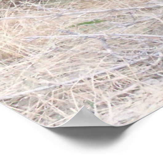 Poster Black Angus Bull (Coin)