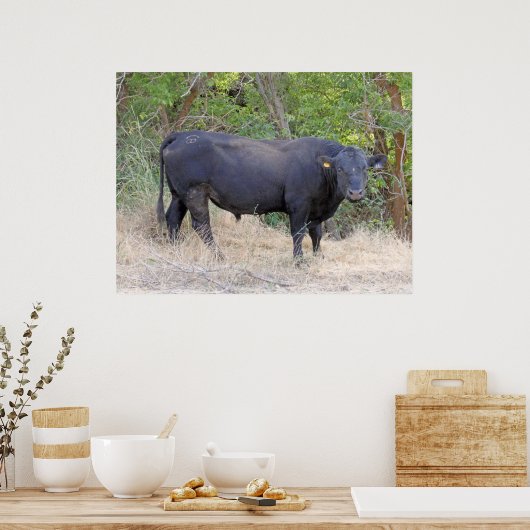 Poster Black Angus Bull (Cuisine)